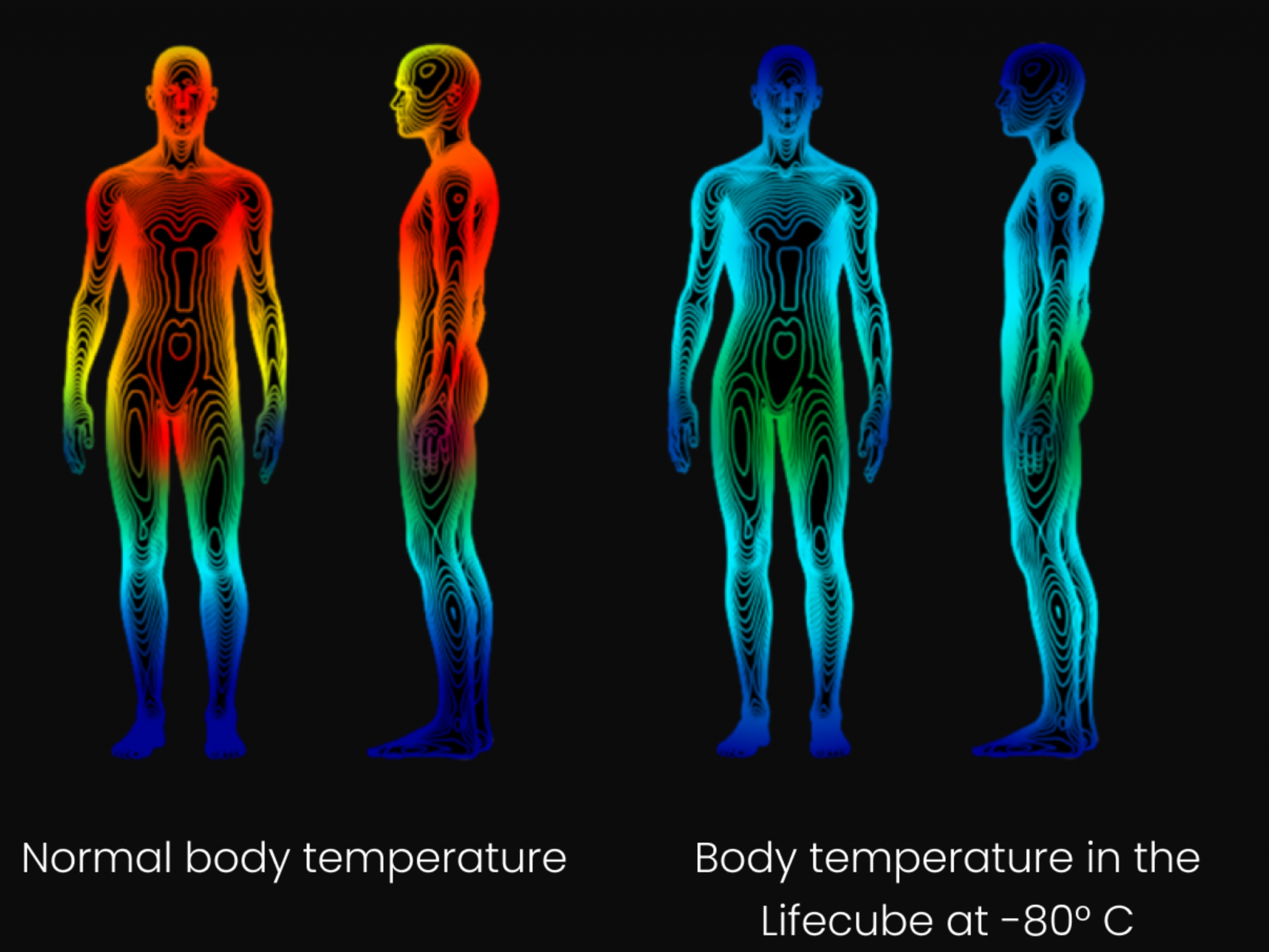 Visual representation comparing normal body temperature and body temperature in a Lifecube at -80°C, featuring two stylized human figures with color gradients indicating temperature variations.