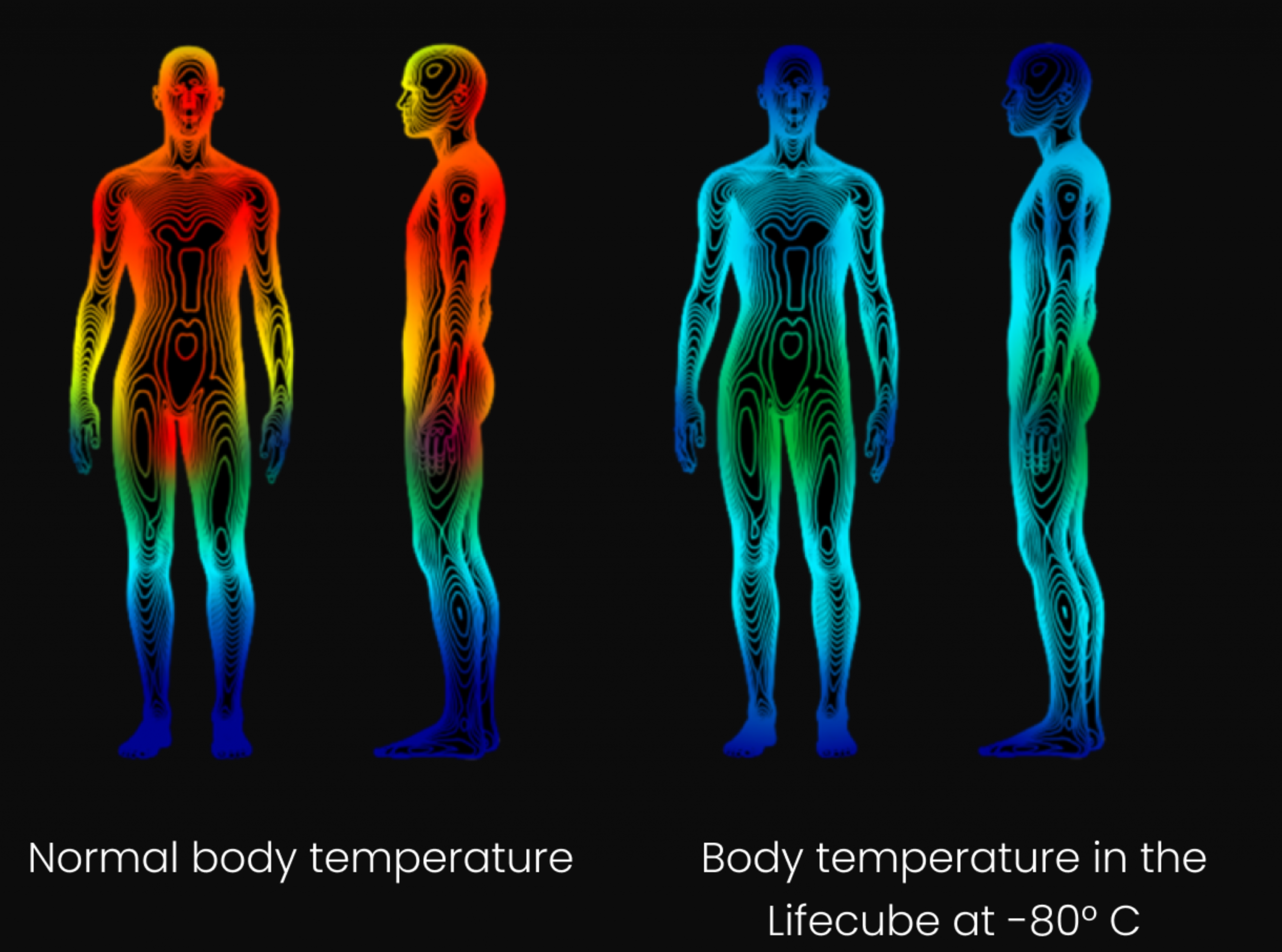 Visual comparison of normal body temperature in warm colors and body temperature in LifeCube at -80 °C in cool colors, illustrating the effects of cryotherapy on the human body.